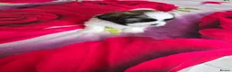 Shih Tzu dogs for sale: Hi my name is Maria  - Advert 5
