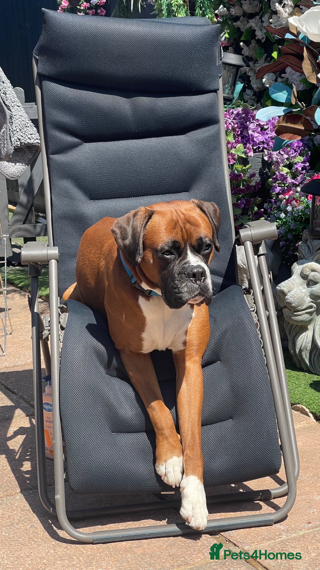 Boxer dogs for sale: Boxers - Advert 1