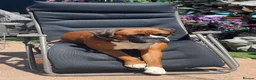 Boxer dogs for sale: Boxers - Advert 1