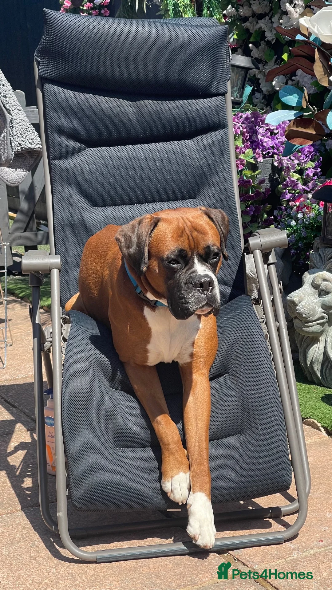 Boxer dogs for sale: Boxers - Advert 1