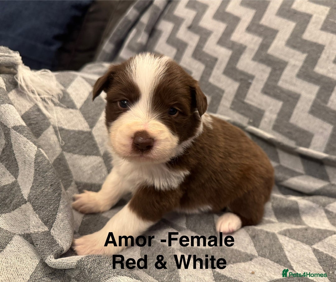 Border Collie dogs for sale: KC Reg (Pending) Border Collie Puppies For Sale - Advert 20