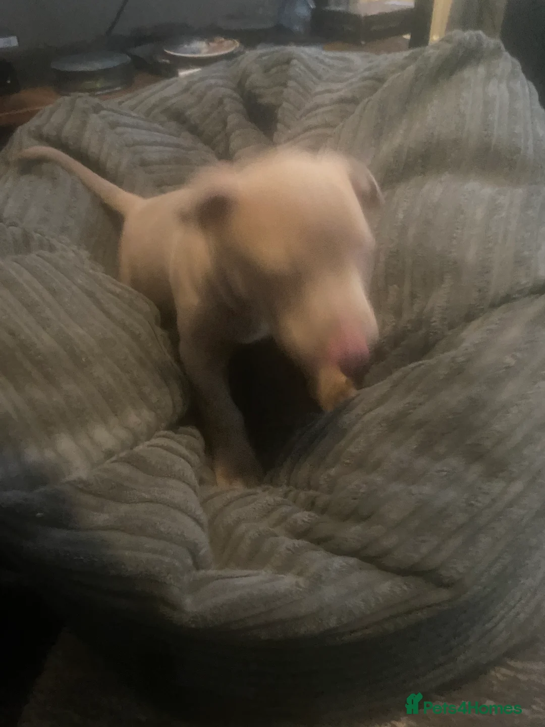 Staffordshire Bull Terrier dogs for sale: Blue merla - Advert 3