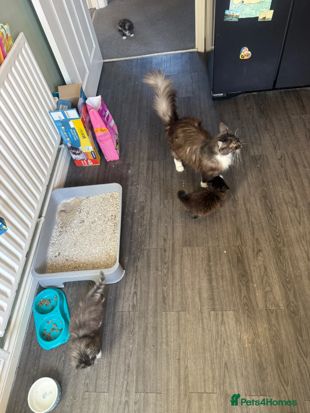 Mixed Breed cats for sale: Mixed mainecoons - Advert 14