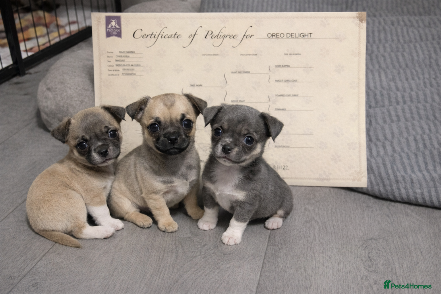 Chihuahua dogs Full pedigree Chihuahua puppies - Advert 7