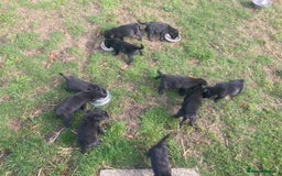 Borador dogs for sale: Beautiful Collie x Labrador Puppies - Image 15