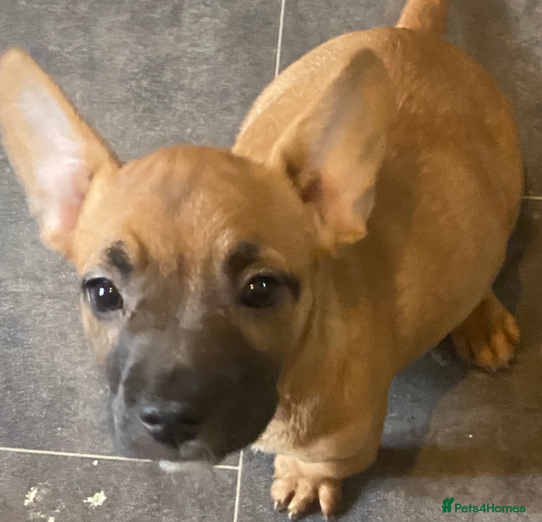 Mixed Breed dogs for sale: French bulldog cross jack russell pups for sale. - Image 11