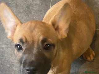 Mixed Breed dogs - Advert 18