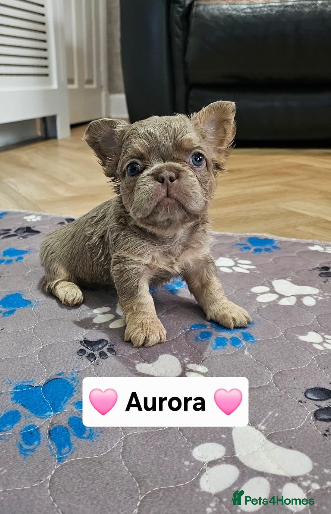 French Bulldog dogs French bulldog pups - Advert 6