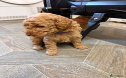 Miniature Poodle dogs for sale: Miniture poodles - READY TO LEAVE!!   - Image 15