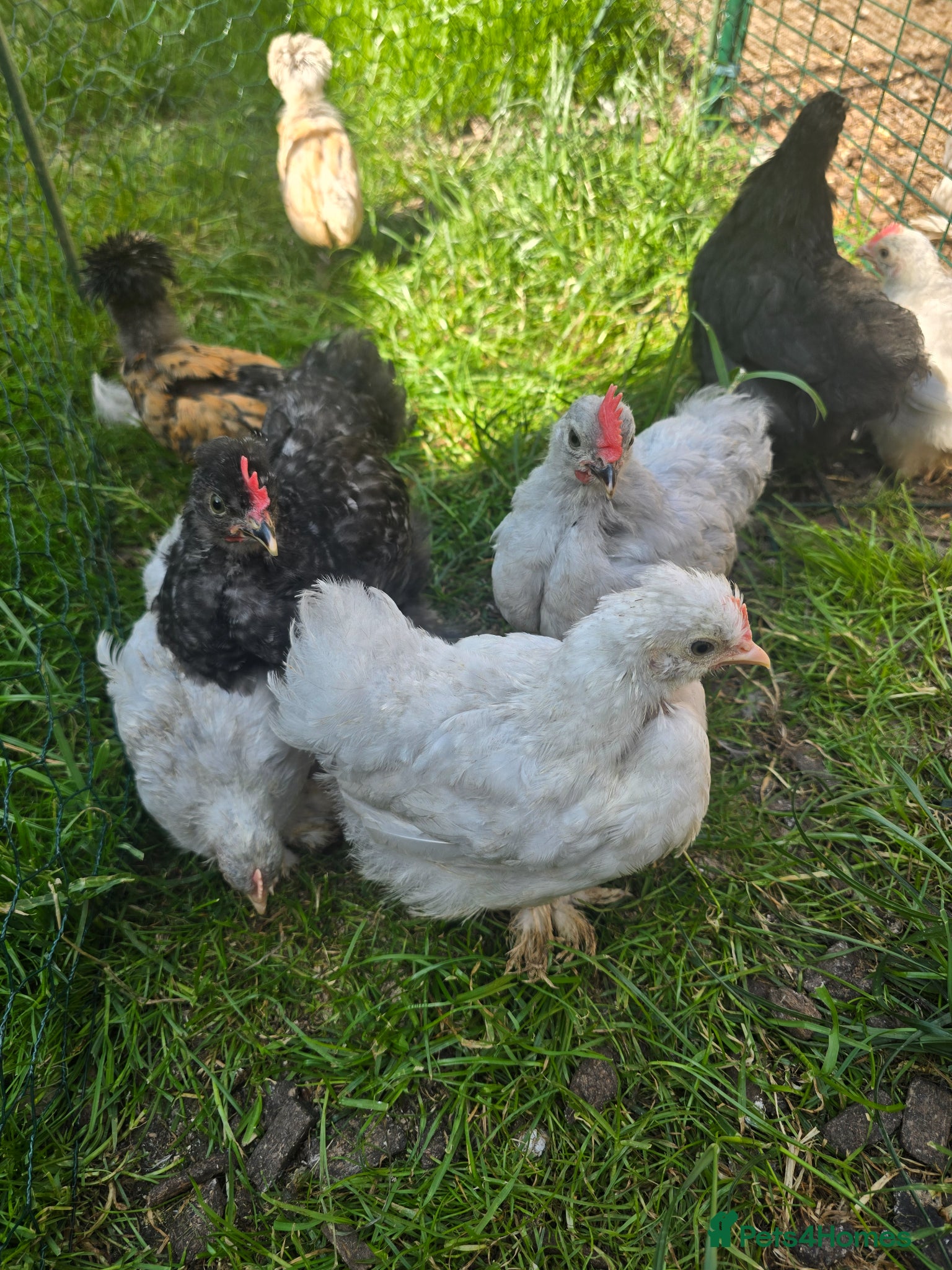 Chickens poultry Bantams, silkie, Polish chicks - Advert 1