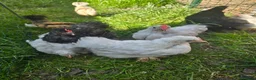 Chickens poultry for sale: Bantams, silkie, Polish chicks - Advert 1