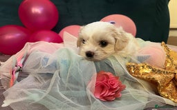 Bichon Frise dogs for sale: Bichon Frise  - Image 8