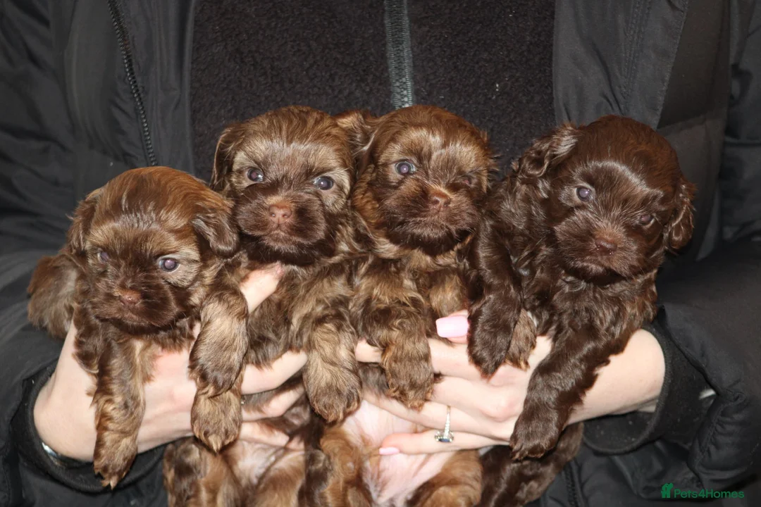 Shihpoo dogs for sale: Shih poo puppy’s  - Advert 5