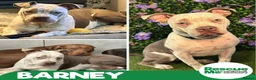 Mixed Breed dogs for adoption: Barney - big clown - Advert 1