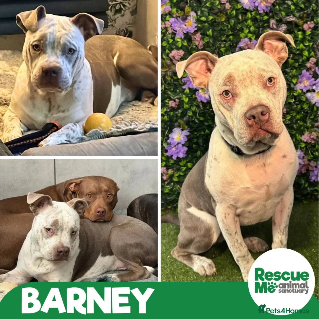 Mixed Breed dogs for adoption: Barney - big clown - Advert 1