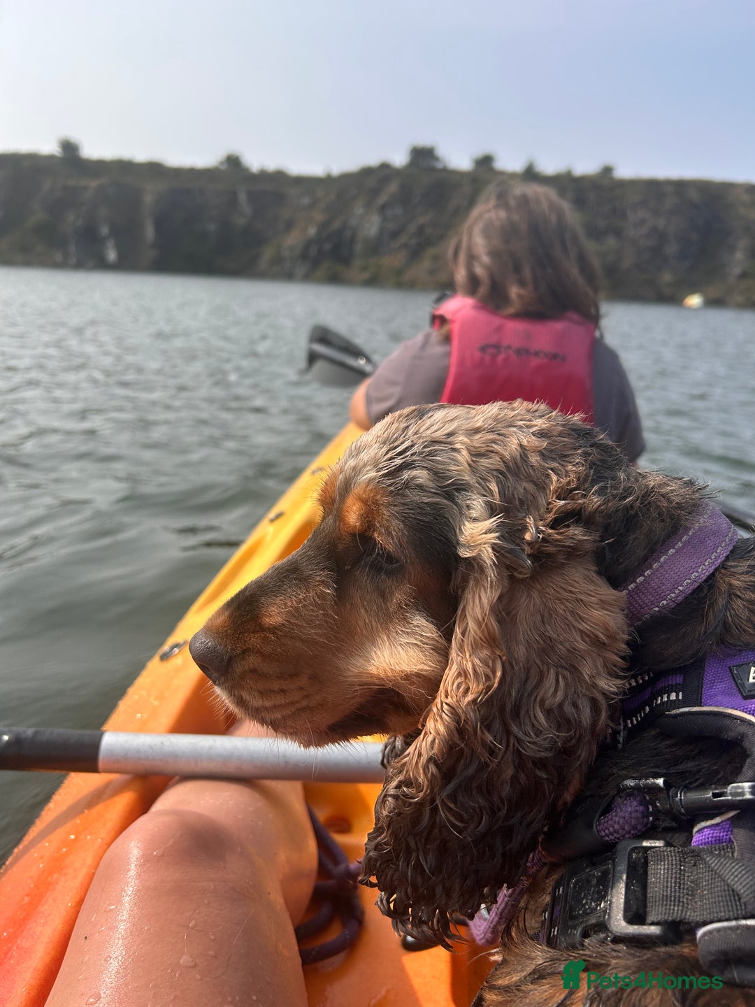 Cocker Spaniel dogs for adoption: Ruby  - Advert 2