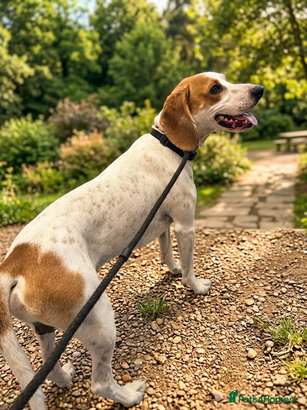 Mixed Breed dogs for adoption: Lucky loving active fun 1 yr old Pointer  - Advert 2