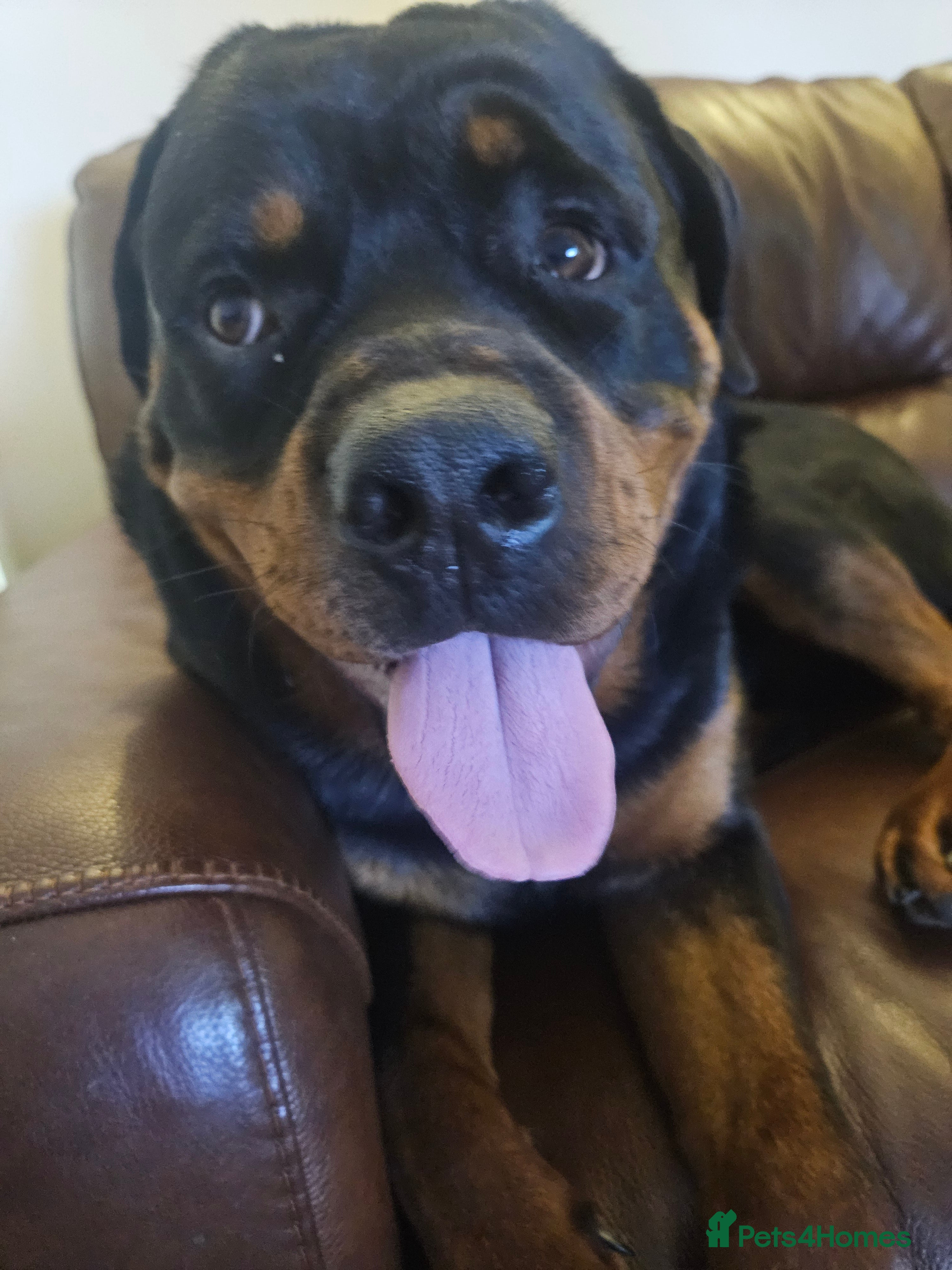 Rottweiler dogs Dexter - Advert 4