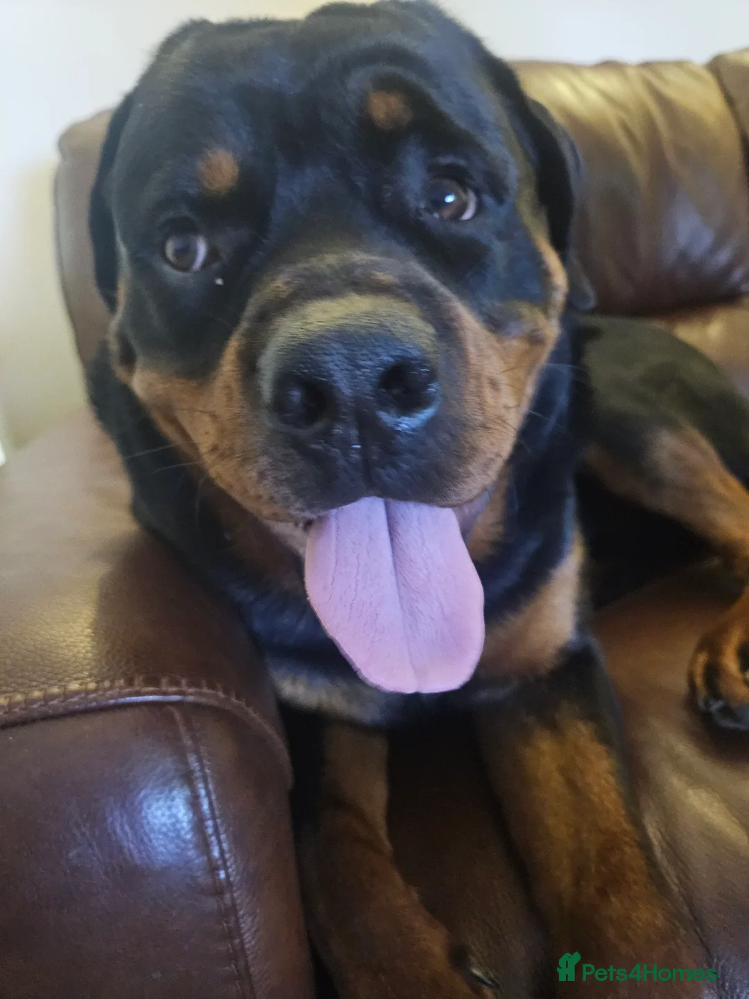 Rottweiler dogs for sale: Dexter in Doncaster - Advert 1
