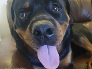 Rottweiler dogs Dexter - Advert 4