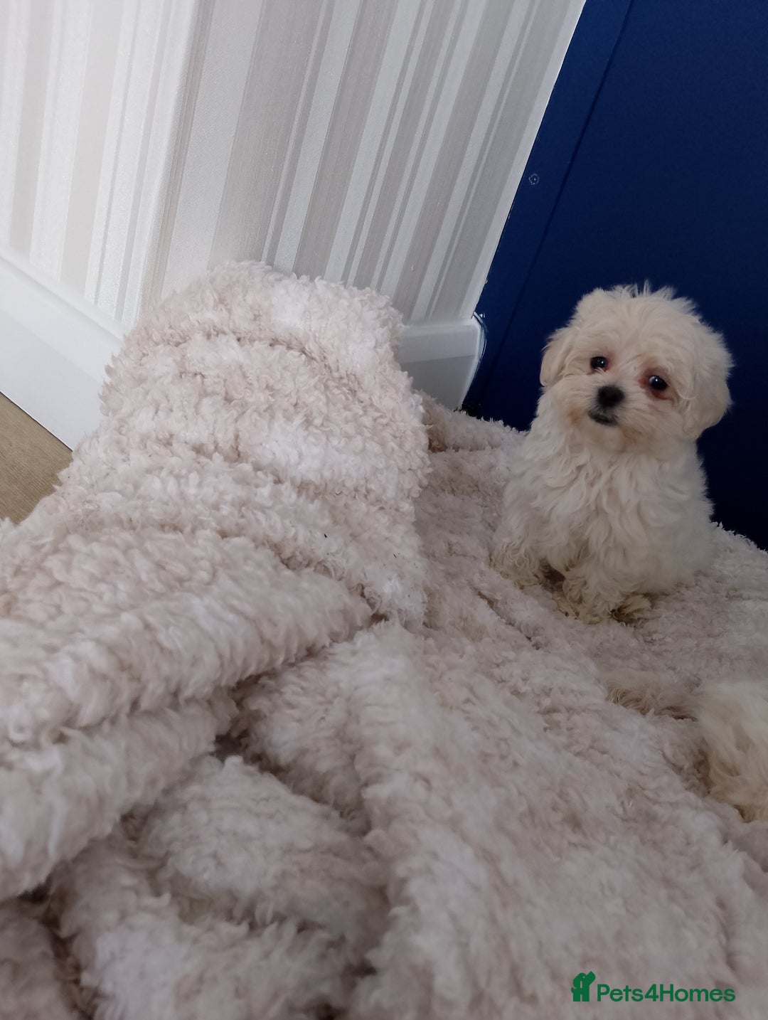 Maltipoo dogs for sale: Maltipoo puppies boy and girl available  - Image 20