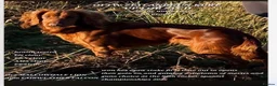 Cocker Spaniel dogs for sale: Dark red cocker pups - Advert 7
