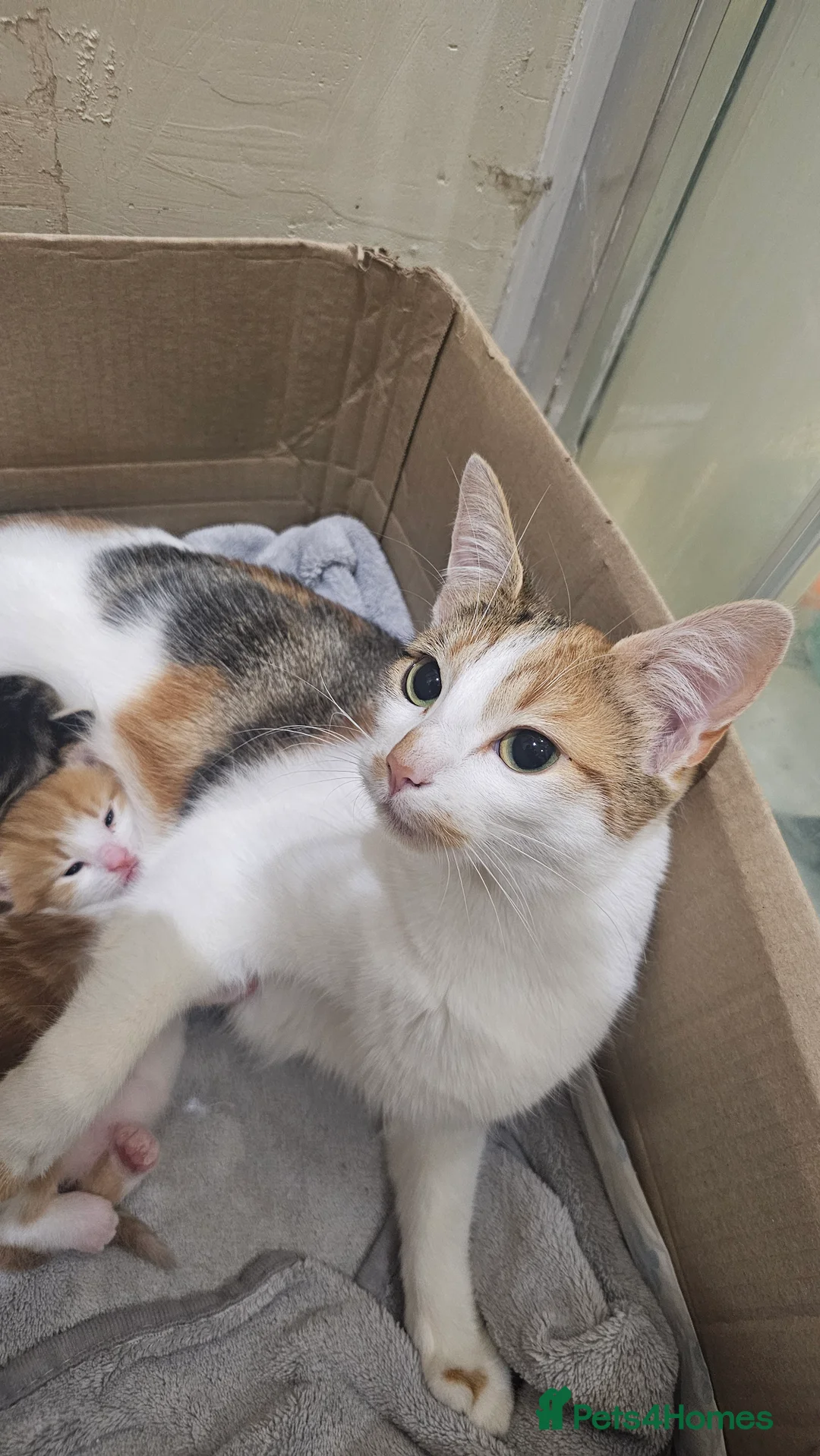 Mixed Breed cats for sale: Beautiful female kittens for sale  in Walsall - Advert 5