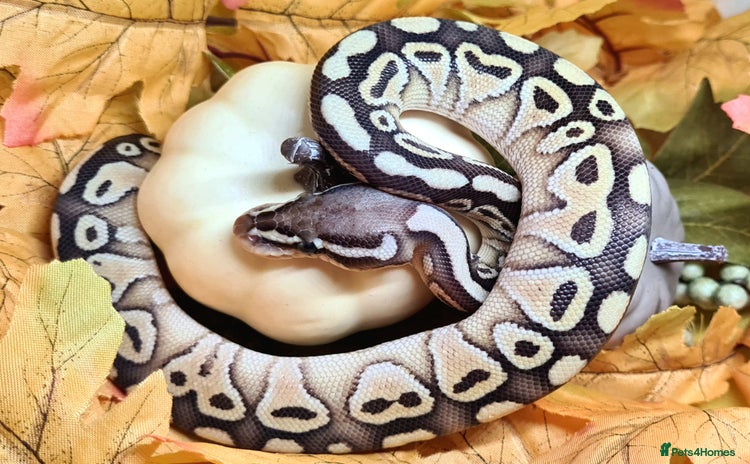 Python Snake reptiles - Advert 15