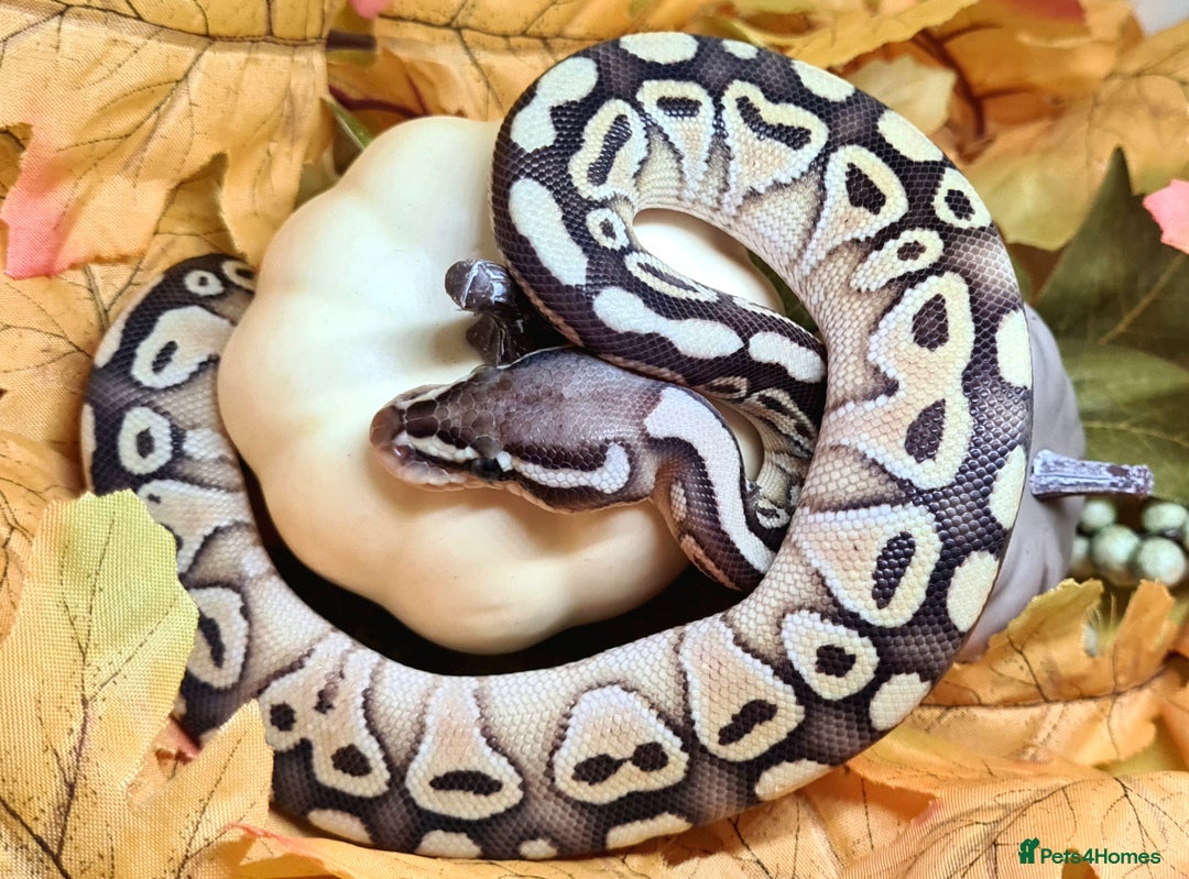 Python Snake reptiles for sale: Baby royal python  - Image 1