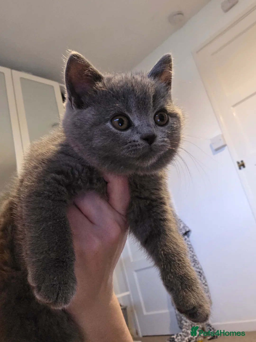 British Shorthair cats for sale: 🐱BRITISH SHORTHAIR🐱 - Advert 12