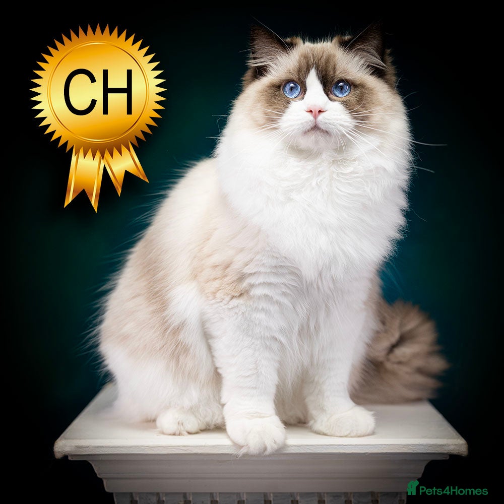 Ragdoll cats Champion Ragdoll Zeus for Stud! - Advert 1