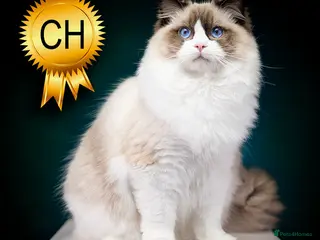 Ragdoll cats for stud: Champion Ragdoll Zeus for Stud! - Advert 1
