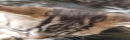 Mixed Breed cats for sale: Kittens ready now,  - Advert 15