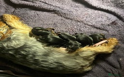 Yorkshire Terrier dogs for sale:  Yorkshire Terrier Puppies - Hampshire  - Image 11