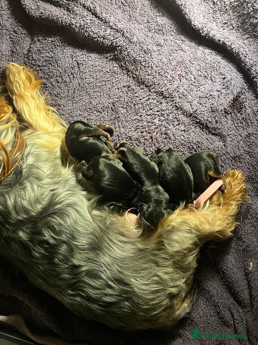 Yorkshire Terrier dogs for sale:  Yorkshire Terrier Puppies - Hampshire  - Image 11