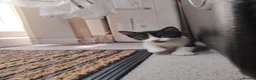 Mixed Breed cats for sale: Beautiful kittens for sale  - Advert 3