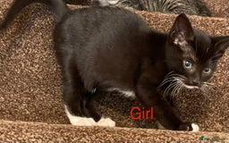 Mixed Breed cats for sale: Kittens girls looking for a forever family  - Image 3