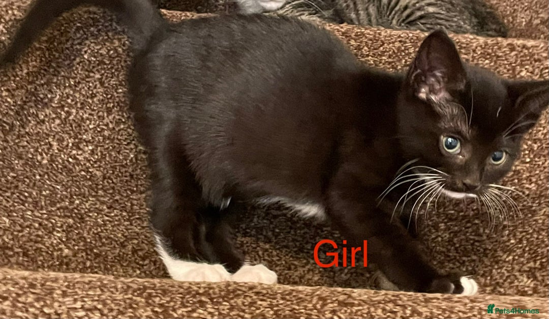 Mixed Breed cats for sale: Kittens girls looking for a forever family  - Image 3