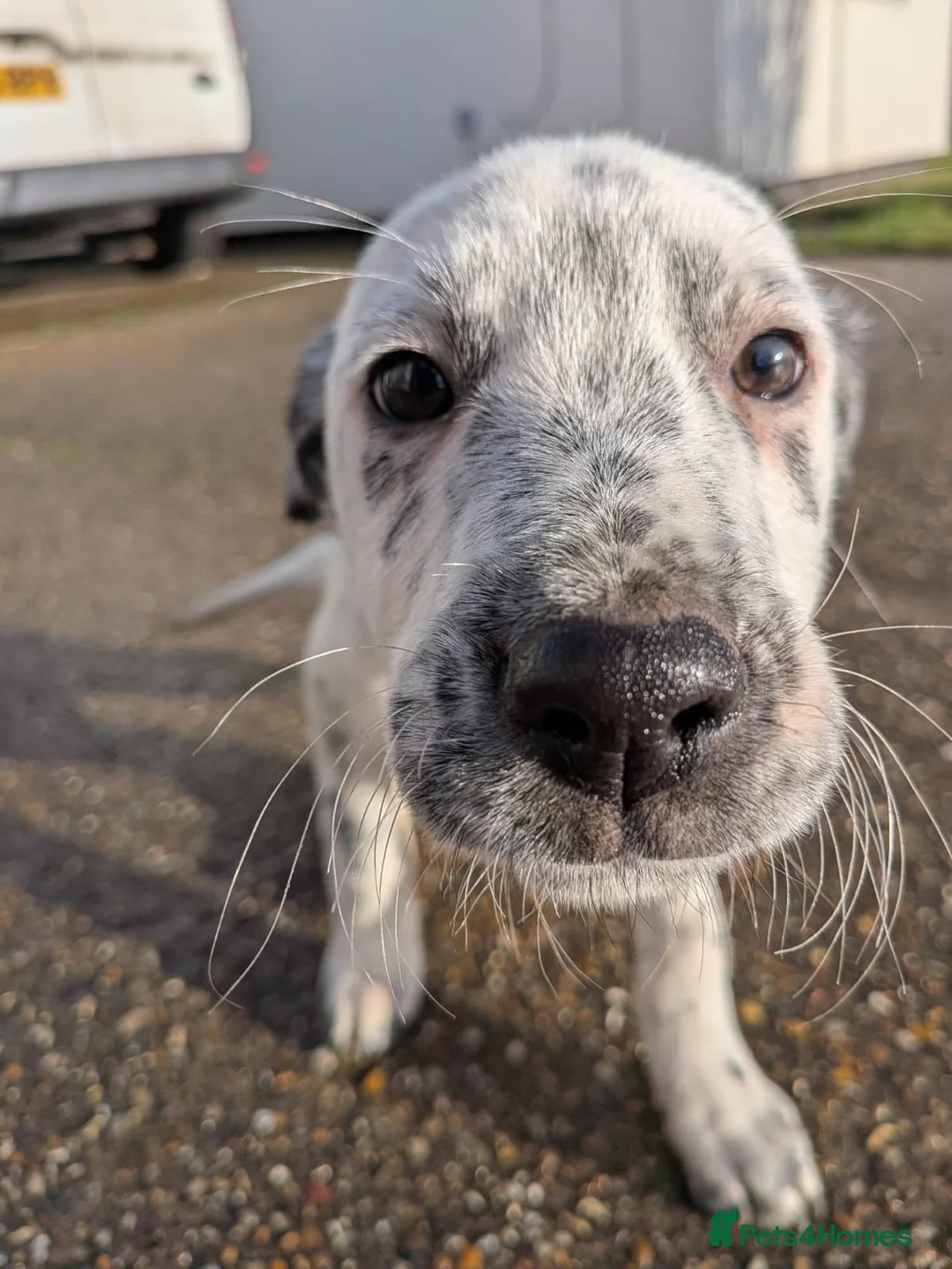 Mixed Breed dogs for sale: Beautiful Collie x Dalmatian Puppies - Advert 7