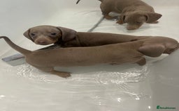 Miniature Dachshund dogs for sale:  Beautiful cute Miniatures dachshund  in Liverpool - Image 18