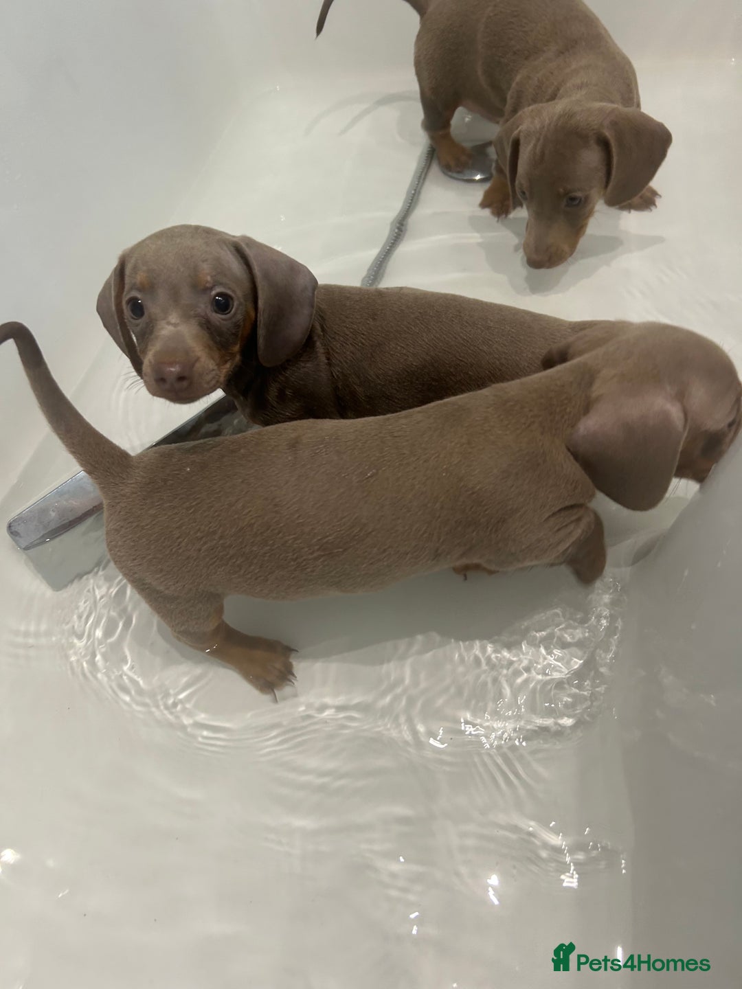 Miniature Dachshund dogs for sale:  Beautiful cute Miniatures dachshund  in Liverpool - Image 18