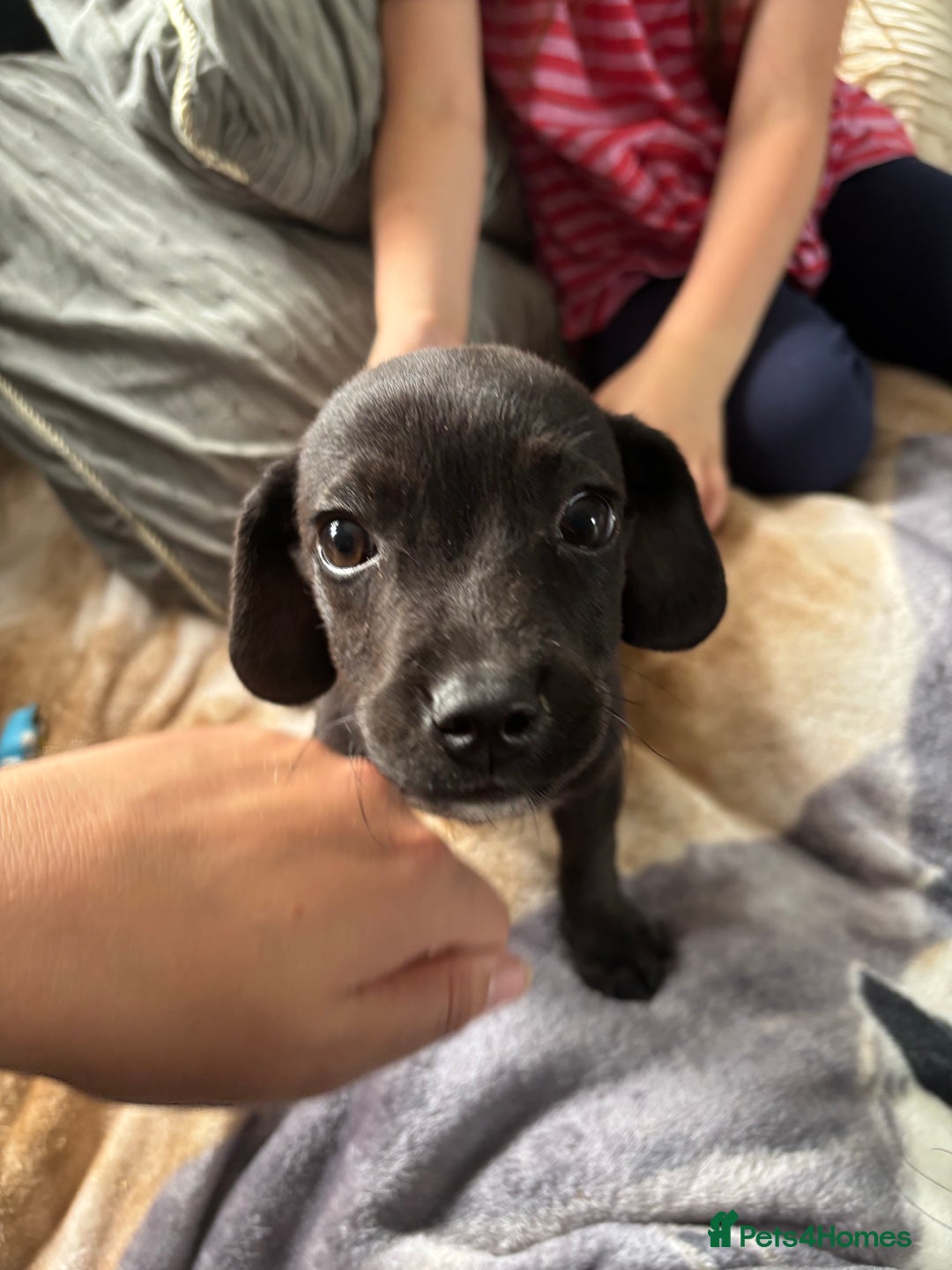 Patterjack dogs for sale: Patterjaks  - Image 5