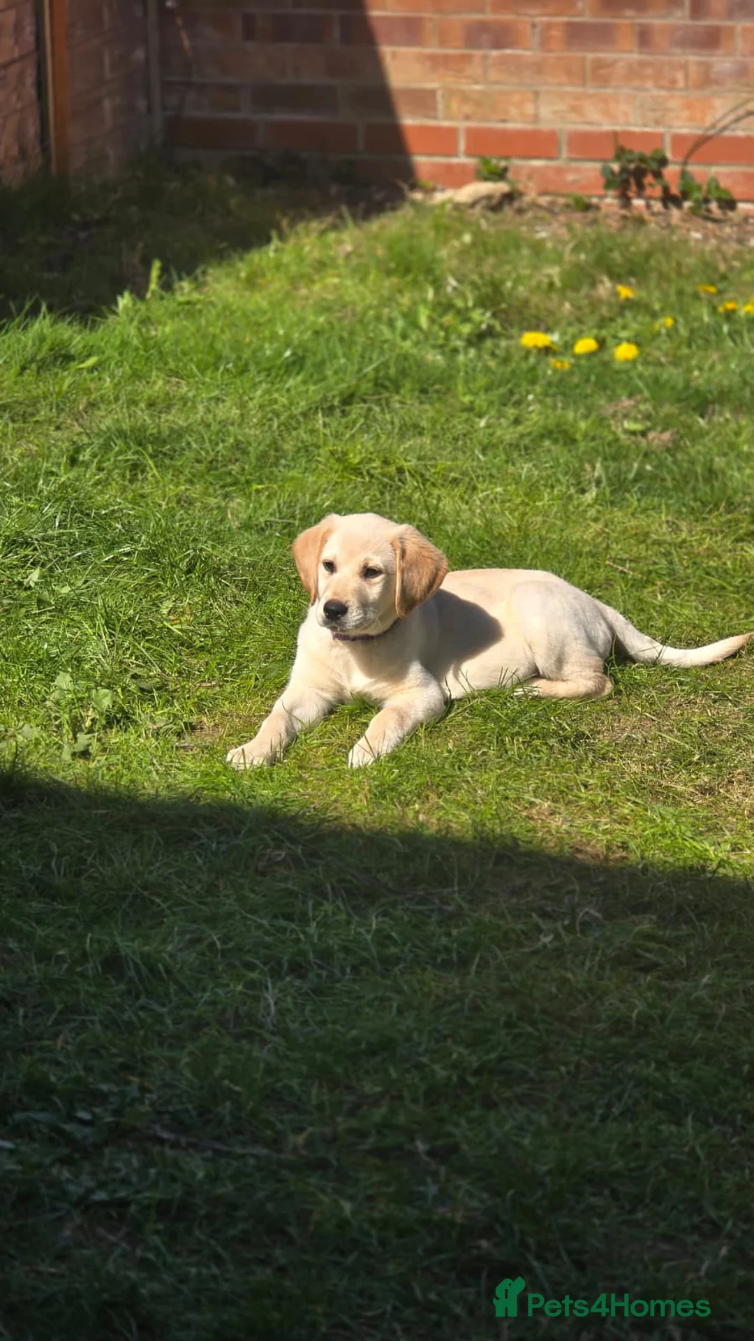 Labrador Retriever dogs for sale: Labrador retreiver in Corby - Advert 2