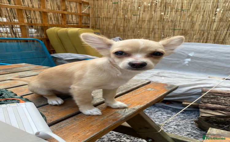 Chihuahua dogs - Advert 16