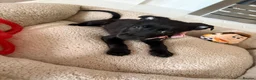 Mixed Breed dogs for sale: 8 Week Old Bullherder Puppy — Needs Forever Home  in Doncaster - Advert 1