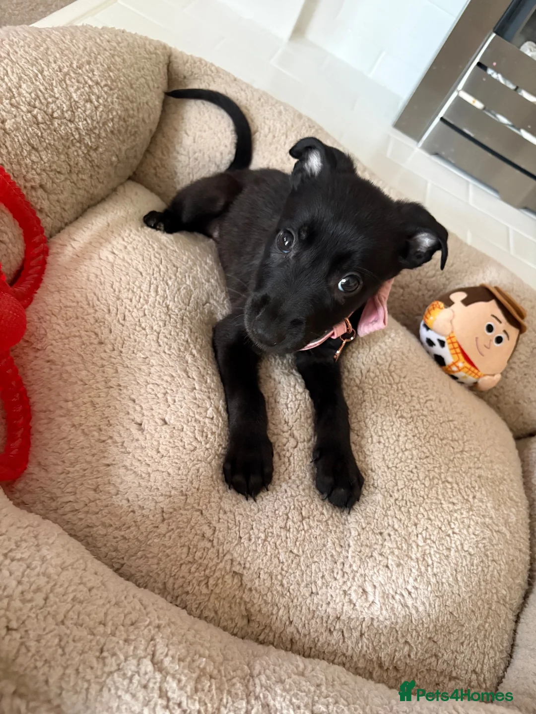 Mixed Breed dogs for sale: 8 Week Old Bullherder Puppy — Needs Forever Home  in Doncaster - Advert 1