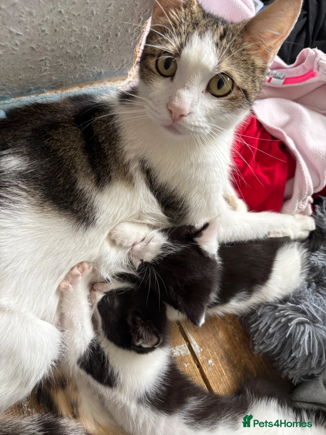 Mixed Breed cats for sale: Beautiful kittens  in Merthyr Tydfil - Advert 1