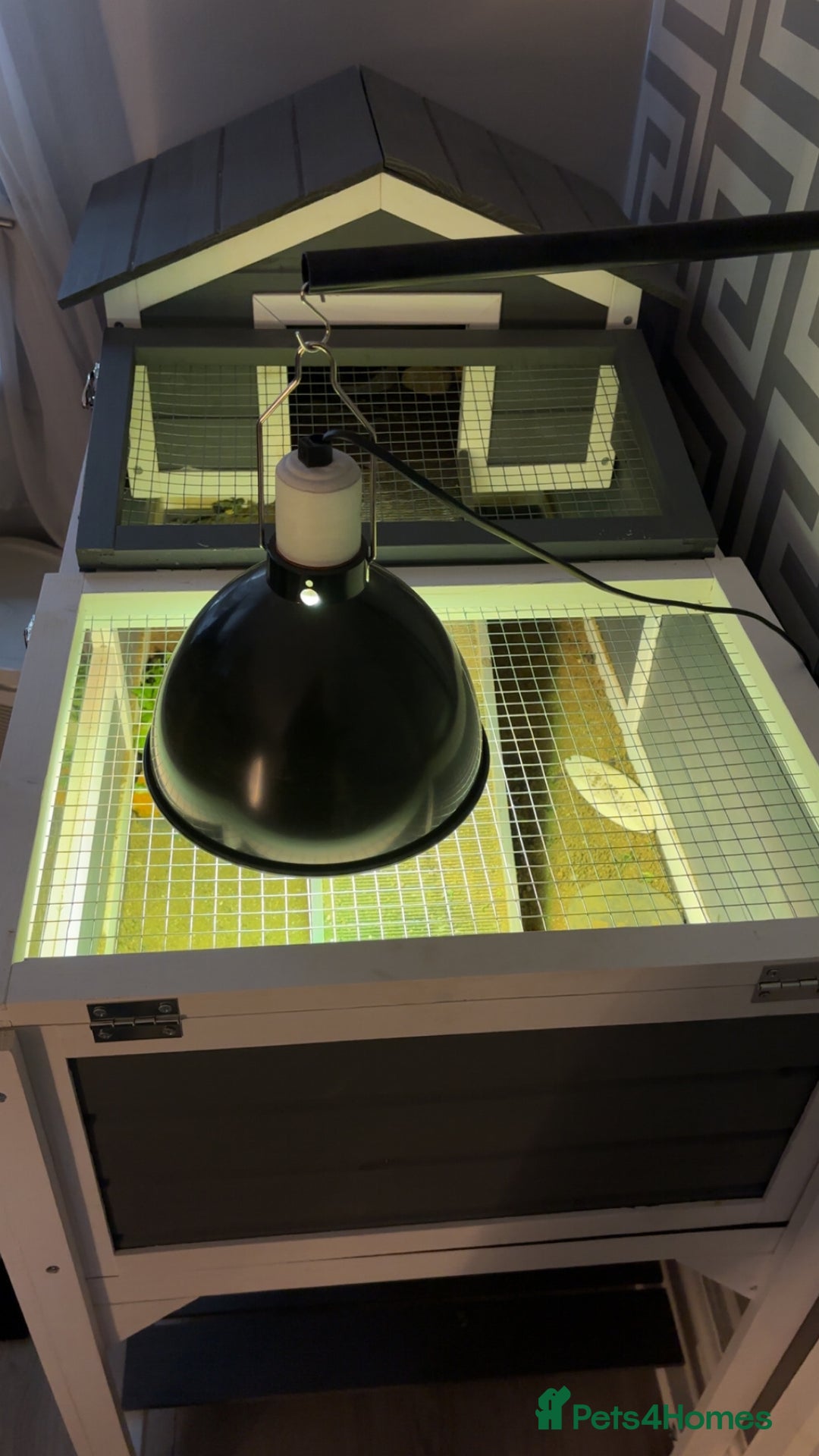 Tortoise reptiles for sale: Horsefield tortoise  - Advert 5