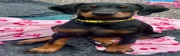 Dobermann dogs for sale: Health tested European puppies  - Advert 4