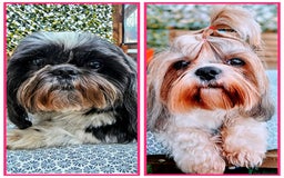 Shih Tzu dogs for sale: Shih Tzu girls–Licensed Breeder–Ready soon  - Image 10